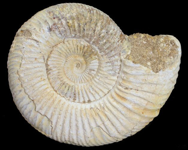 Perisphinctes Ammonite - Jurassic #54231